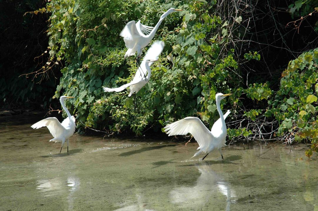 egrets