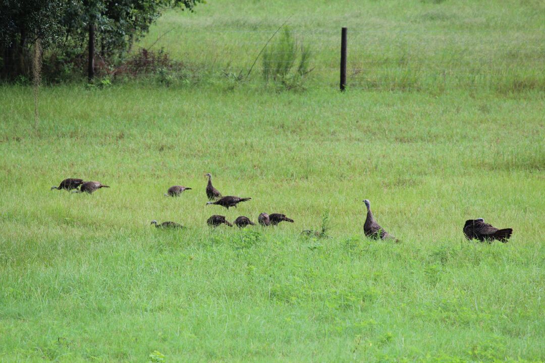 Turkey Flock behind office 2