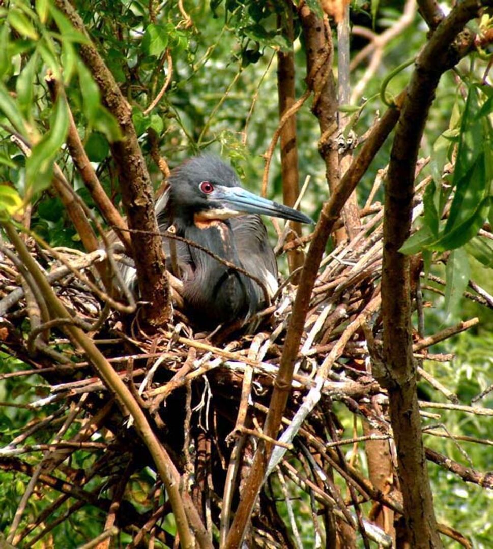 Tri-color Heron best