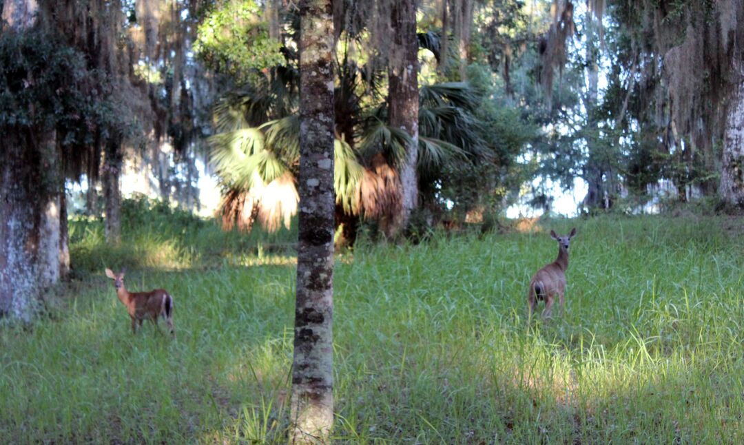 Deer Pair