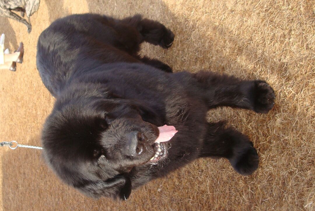 Dog Show 2012 - Newfoundland