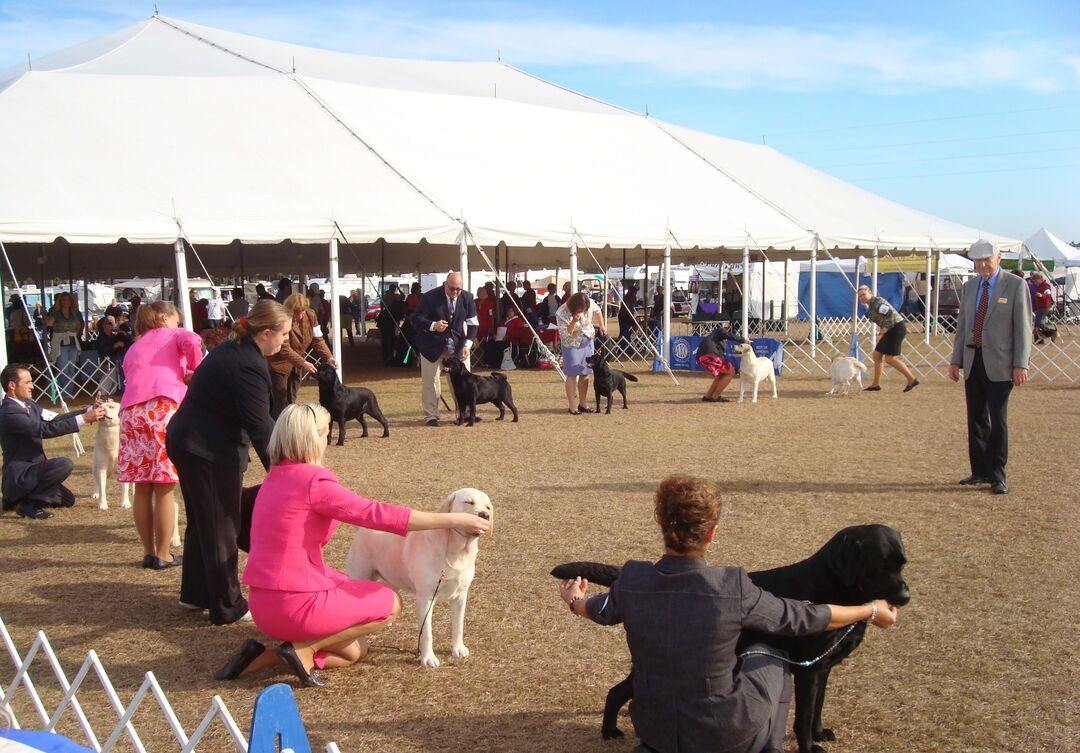 Dog Show 2012 - Labrador Retriever show  ring