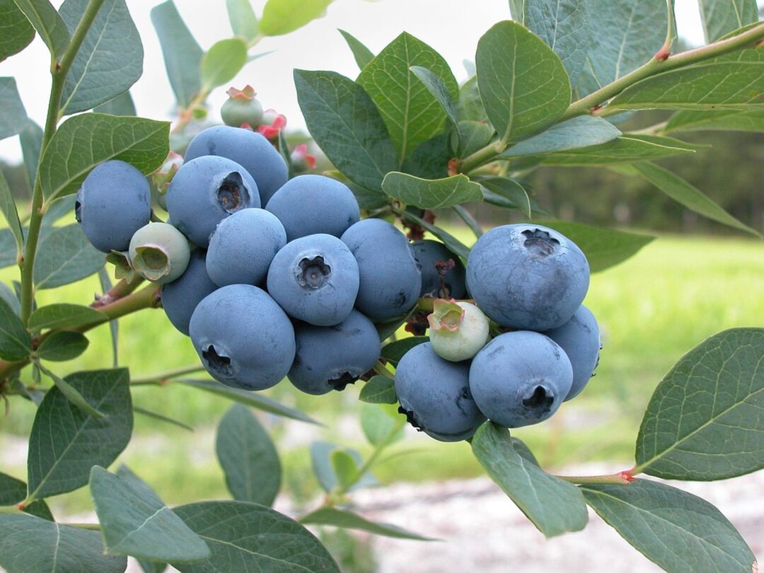 blueberries-1813420_960_720