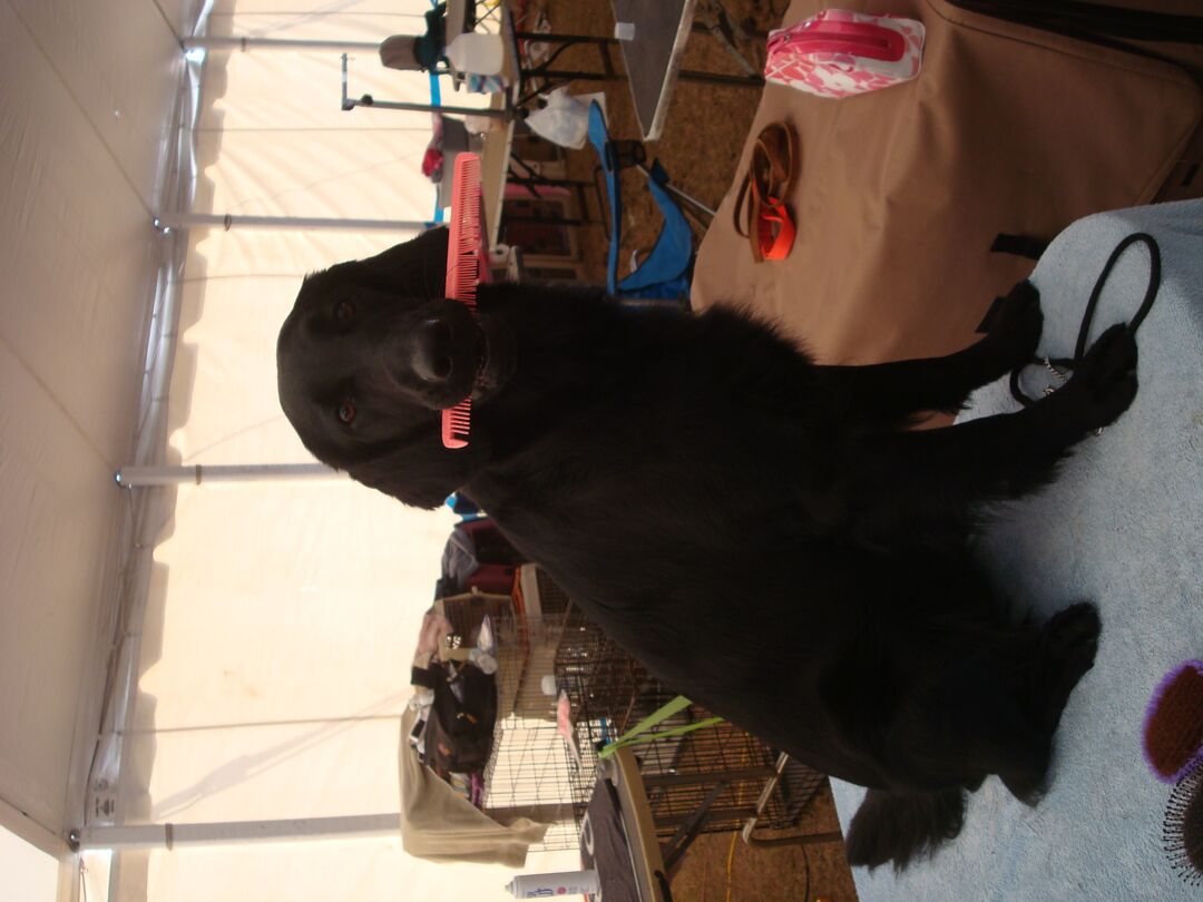 Dog Show 2012 003