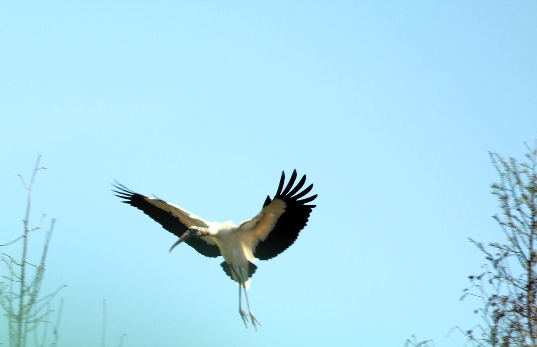 Stork Landing