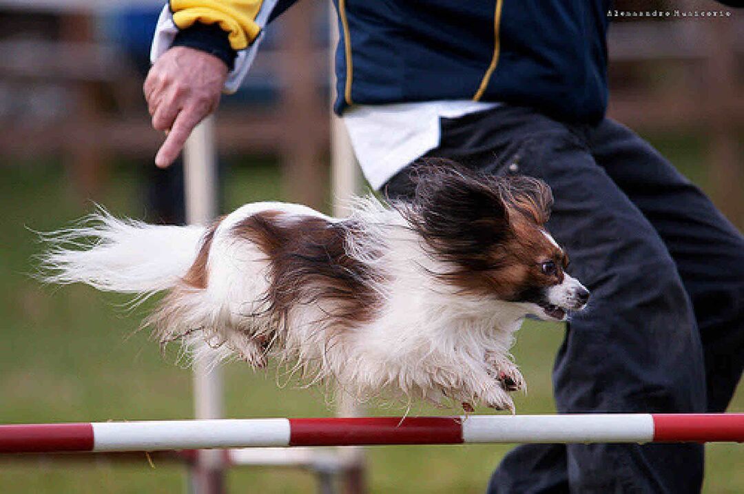 Florida Gulf Coast Cluster AKC Dog Show, Brooksville