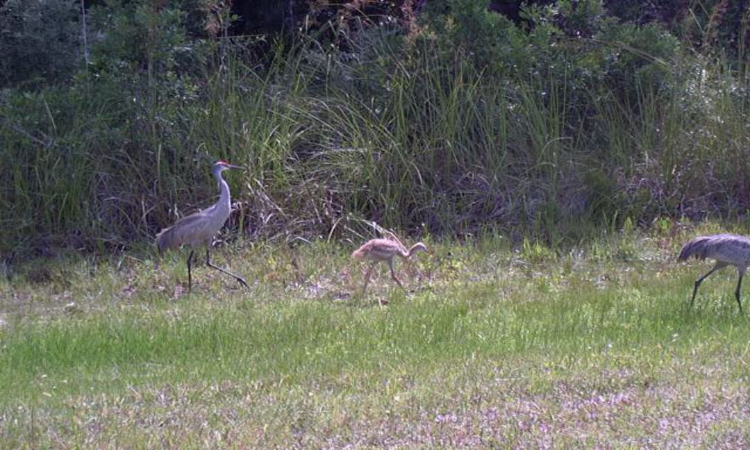 Cranes