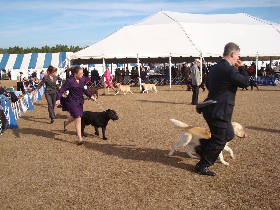 Labrador Retrievers on parade - 2012 Dog Show