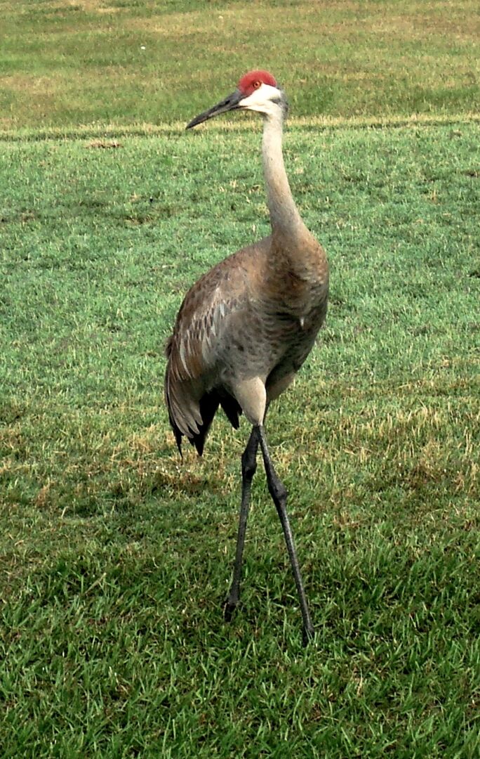 Sandhill Crane at Rivard 5-2008