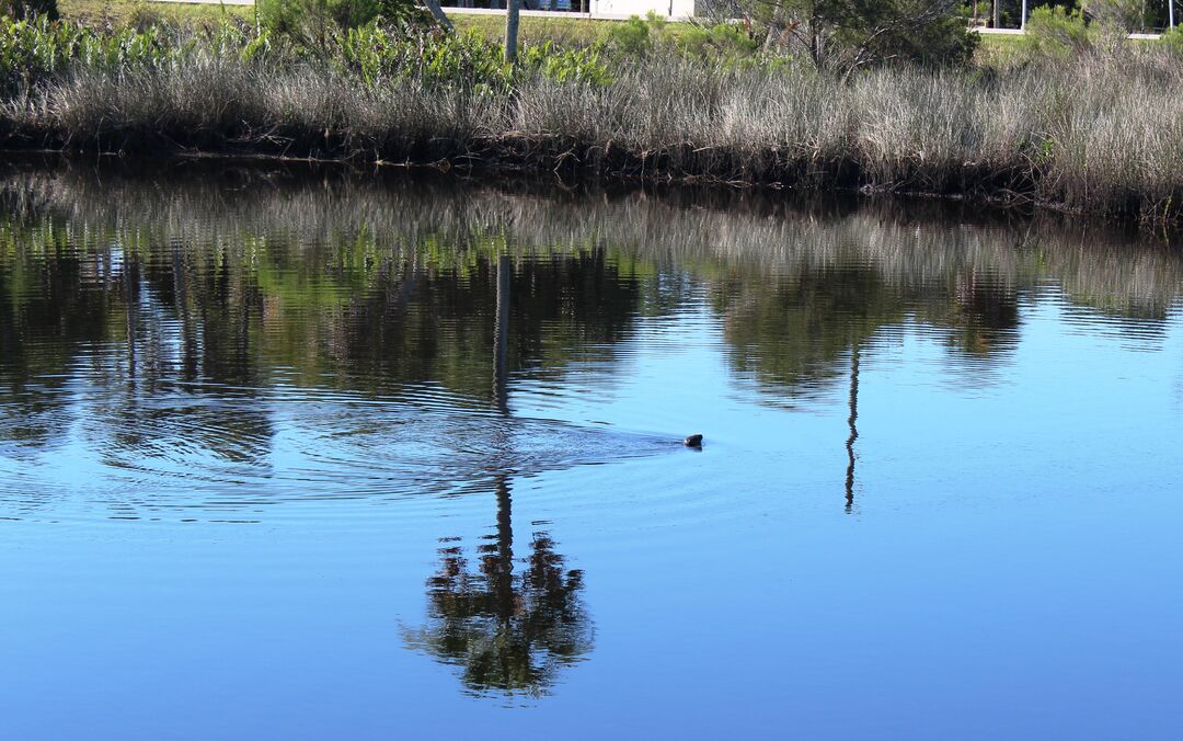 Jenkins Creek Otter 1