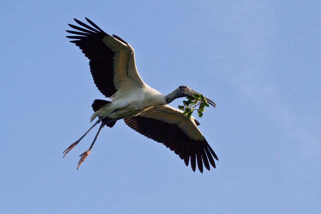 Wood Stork (3748x2499) by David Moynahan