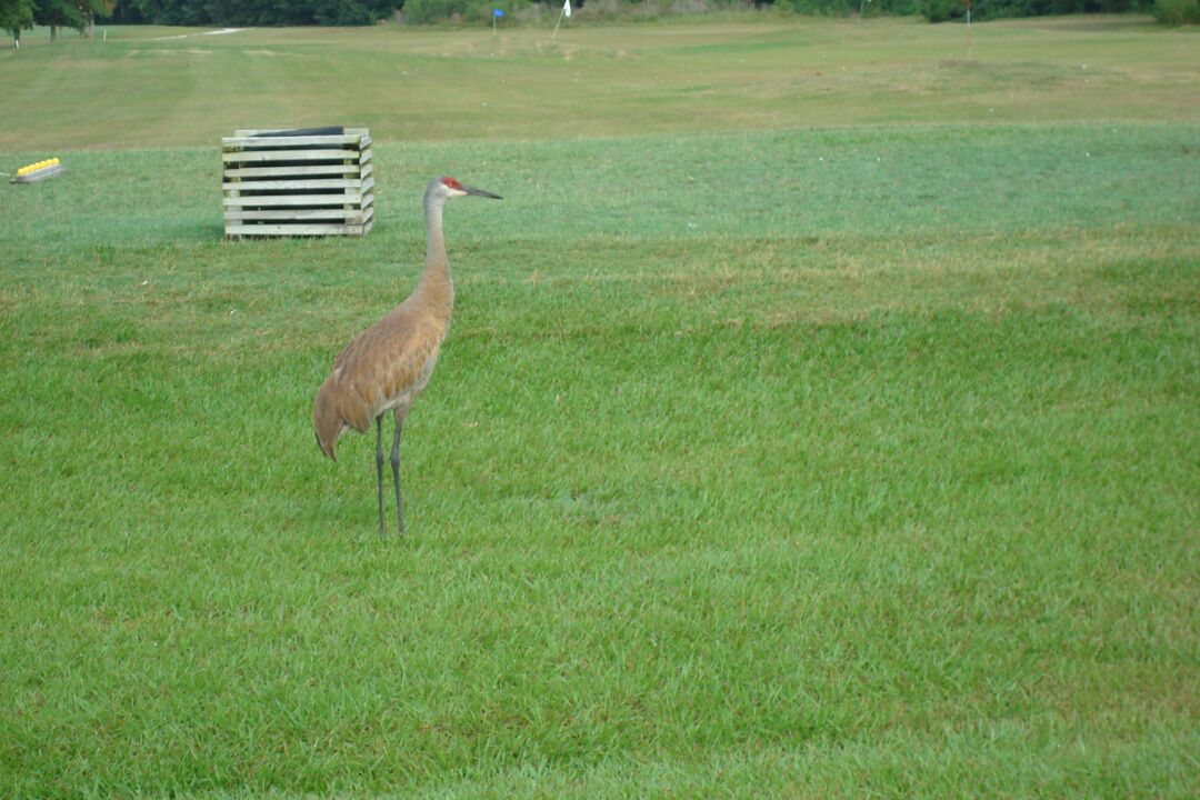 Sandhill Crane at Rivard Golf Course