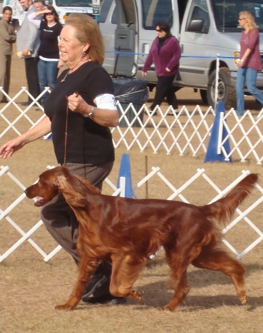 Dog Show 2012 - Irish Setter in showring