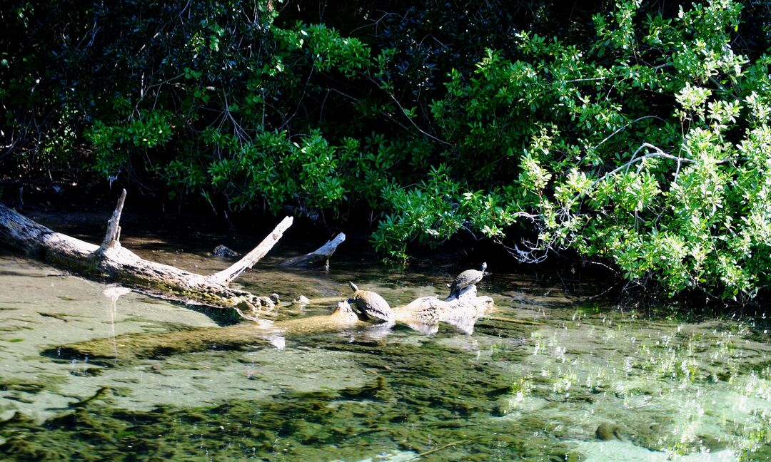 Sunbathing on the WW River