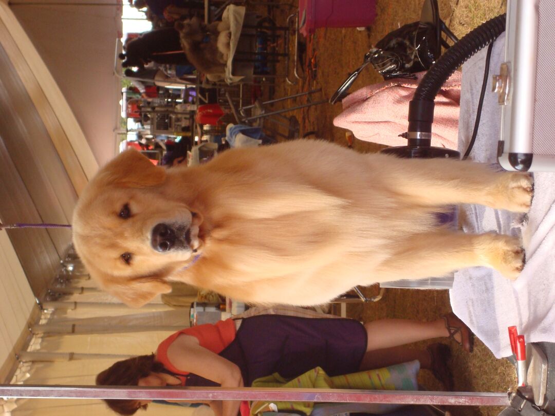 Dog Show 2012  Golden Retriever in grooming