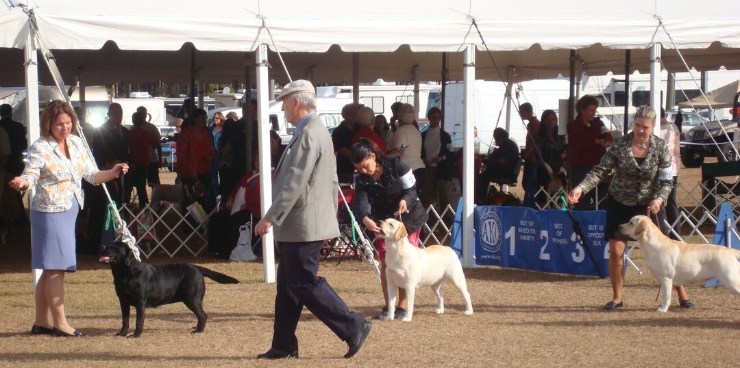 Dog Show 2012 - judging