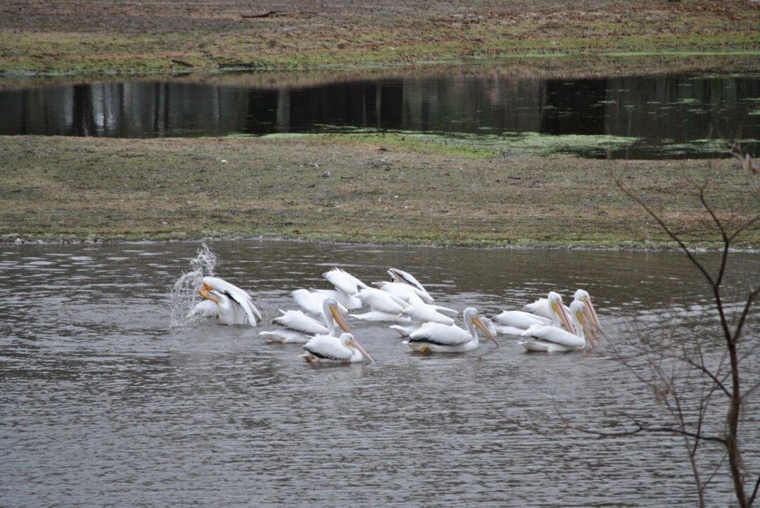 white pelicans _12