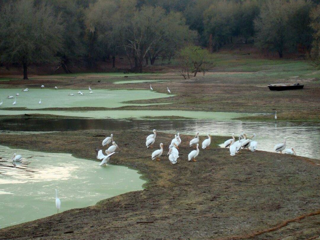 White Pelicans chatting about the abandoned boat (3)