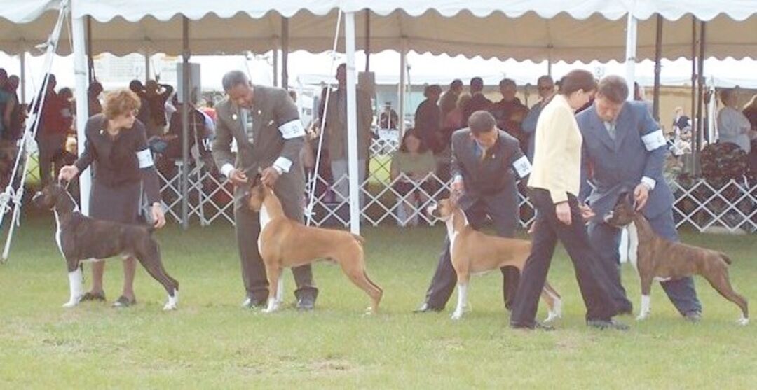 BOXER JUDGING