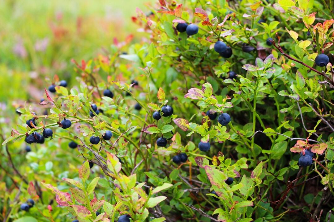 blueberries on bush