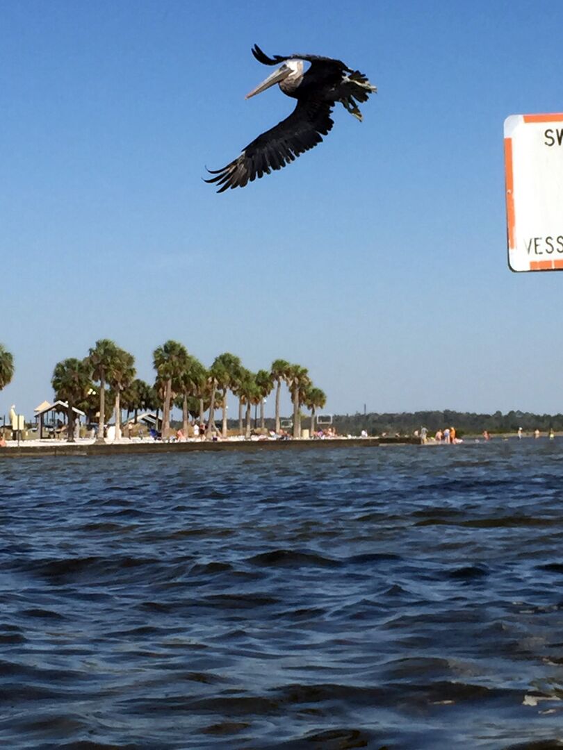 Pelican in flight