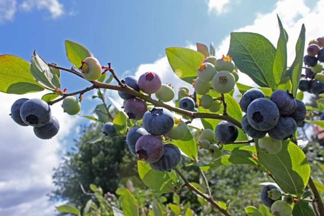 Blueberry Bushes in Brooksville, FL