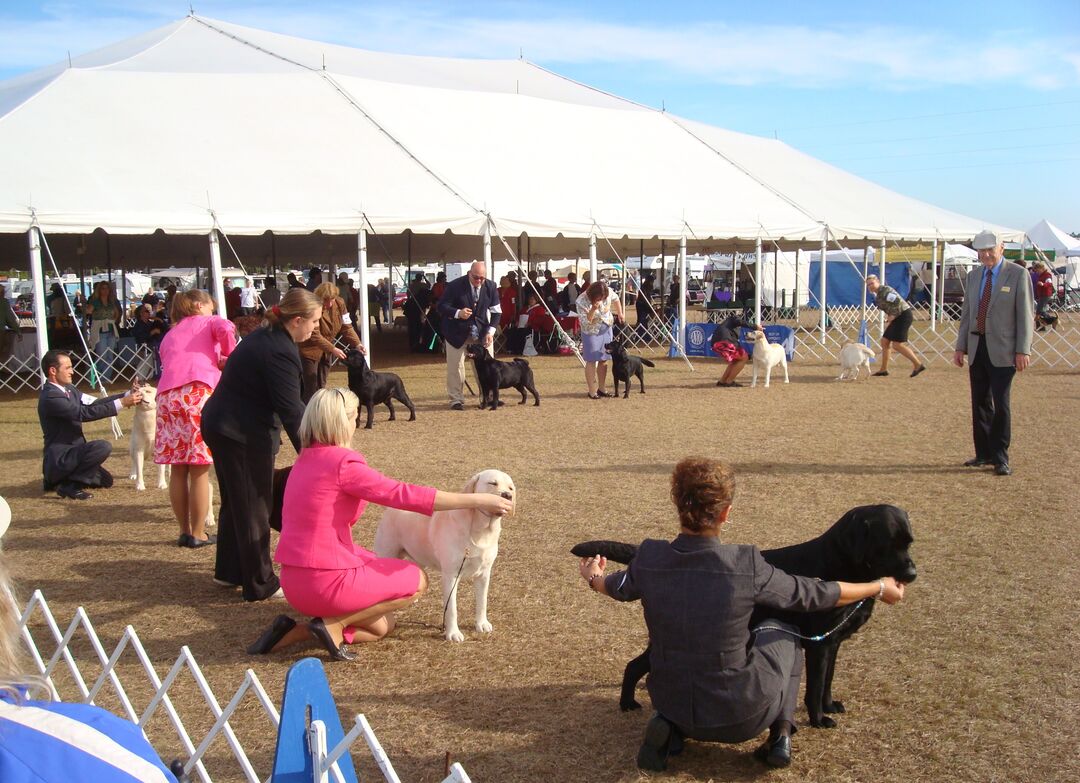 Dog Show 2012 - Labrador Retriever judging