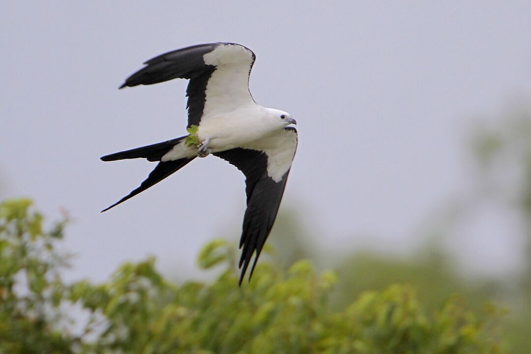 Swallow-tailed Kite