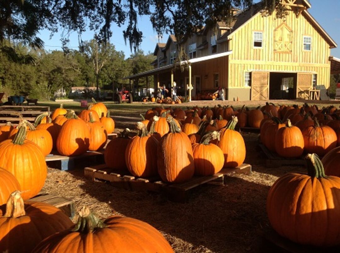 Sweetfields Farm Pumpkin Patch