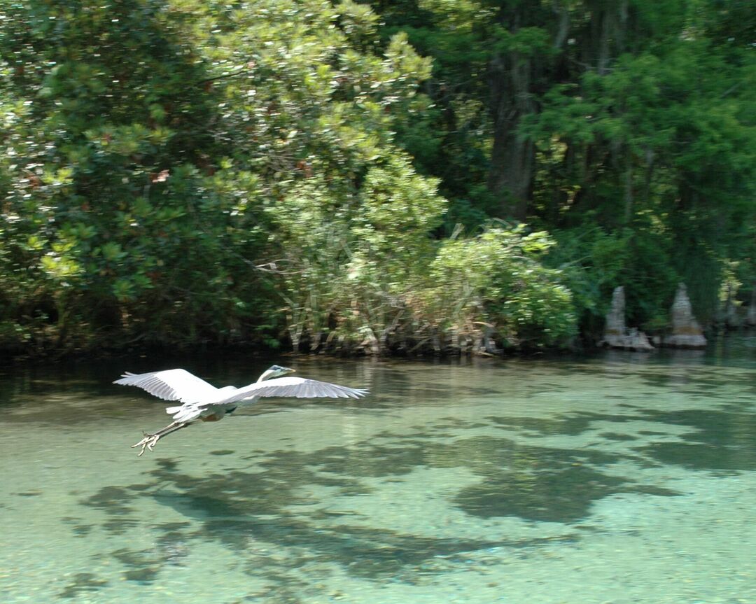 weeki wachee