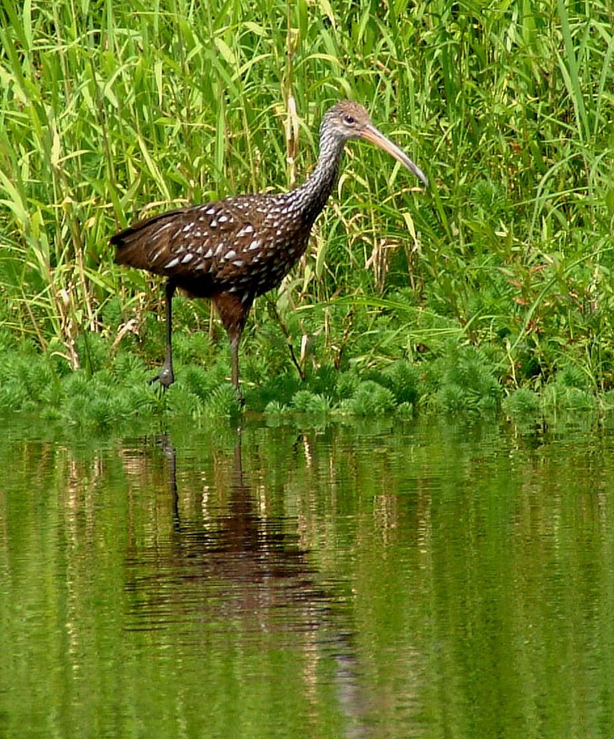 Limpkin5