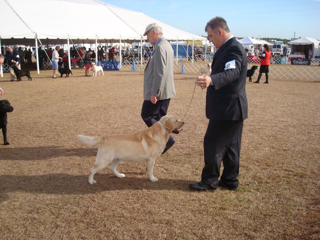 Dog Show 2012 - Labrador Retriever competition