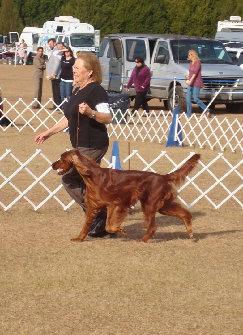 Dog Show 2012 - Irish Setter in showring