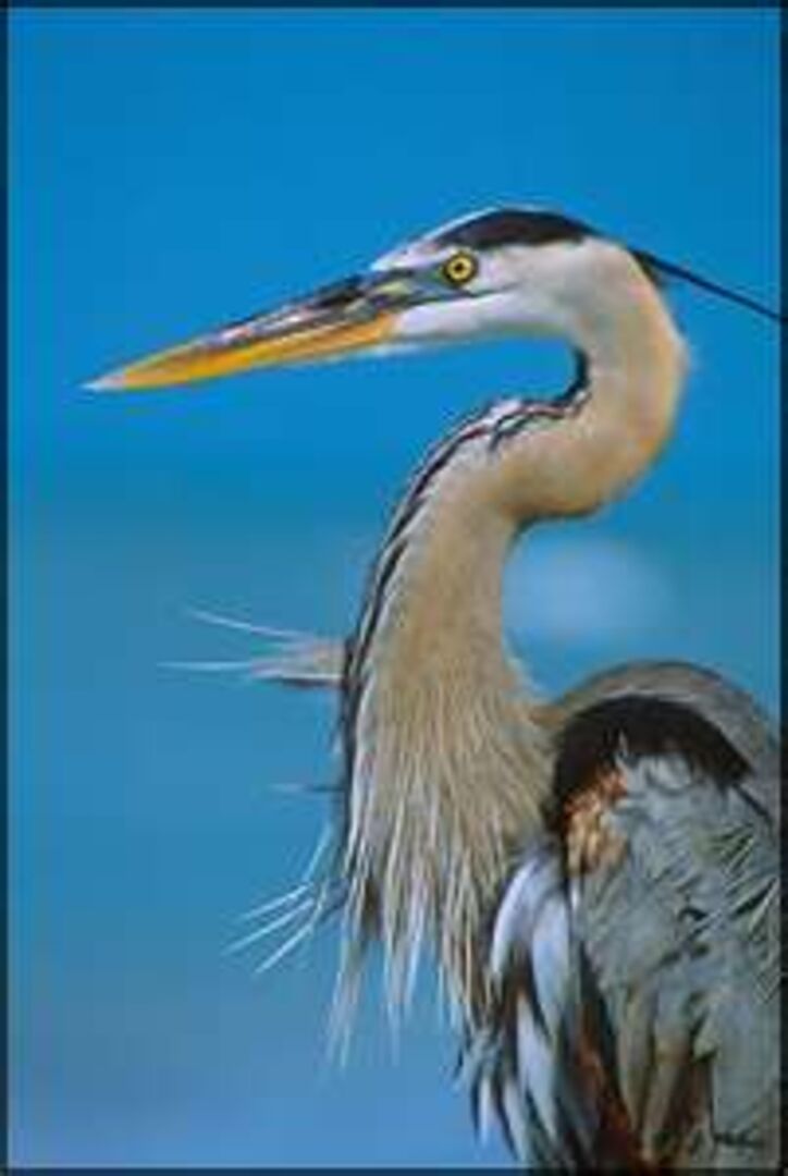 great blue heron