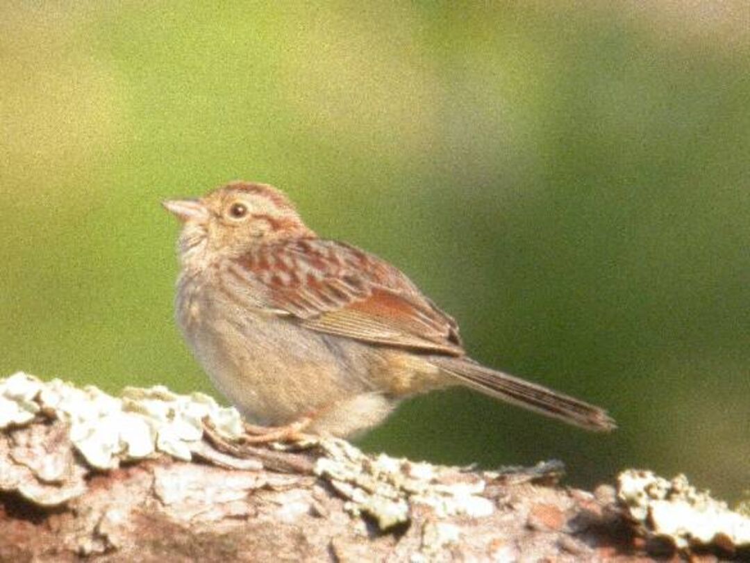 Bachman's Sparrow