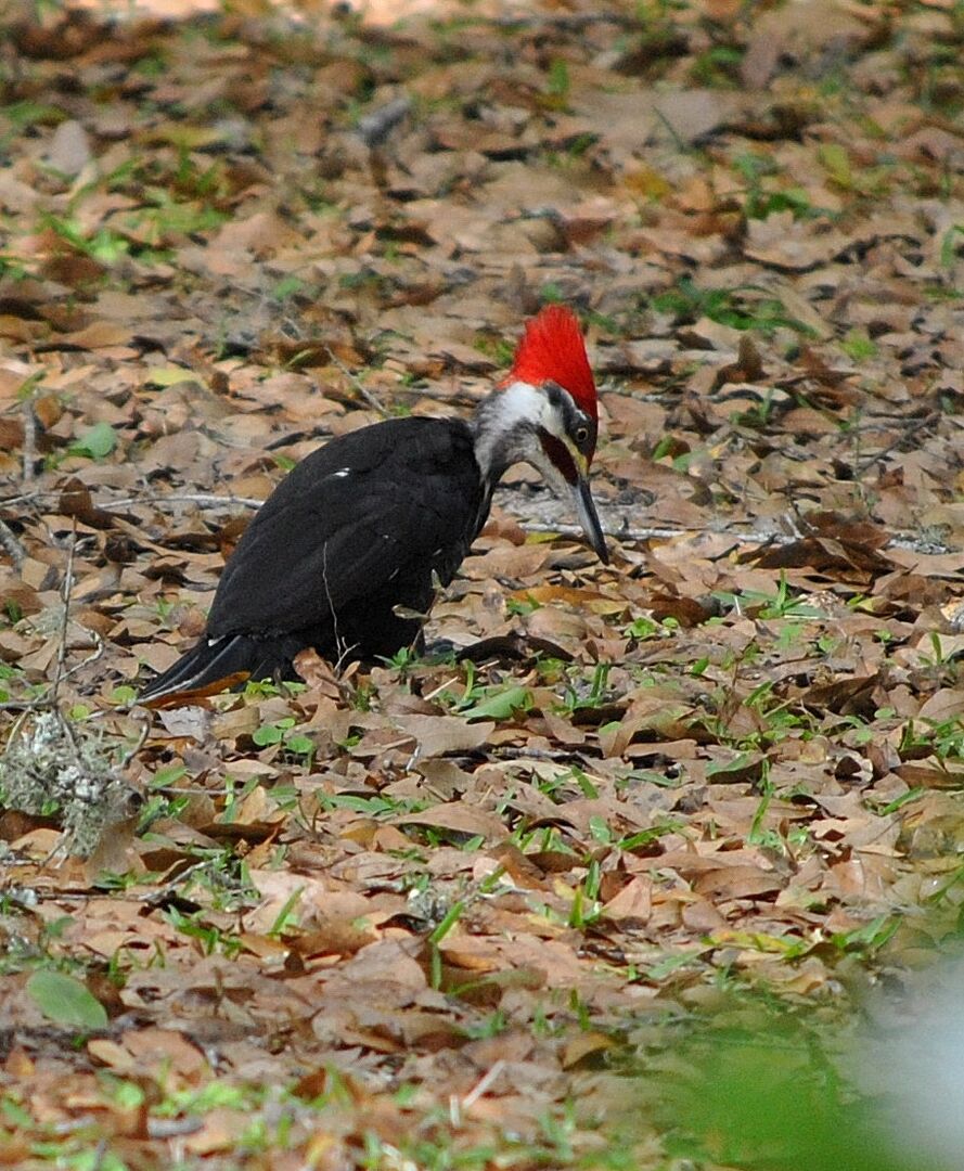 (CK) Male Pileated in yard 3-16-14