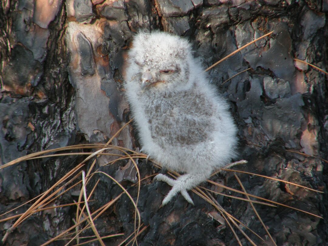 Baby Screech Owl fallen from nest - courtesy Bev Hansen