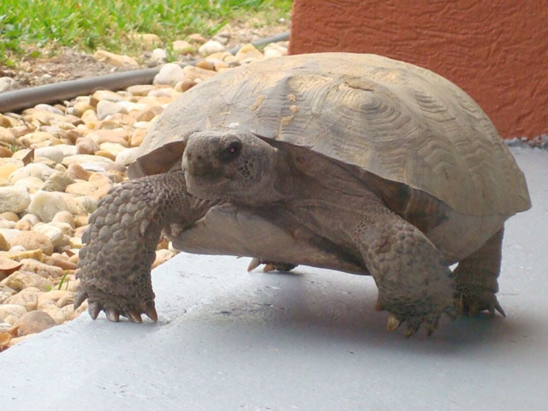 Tortoise CK