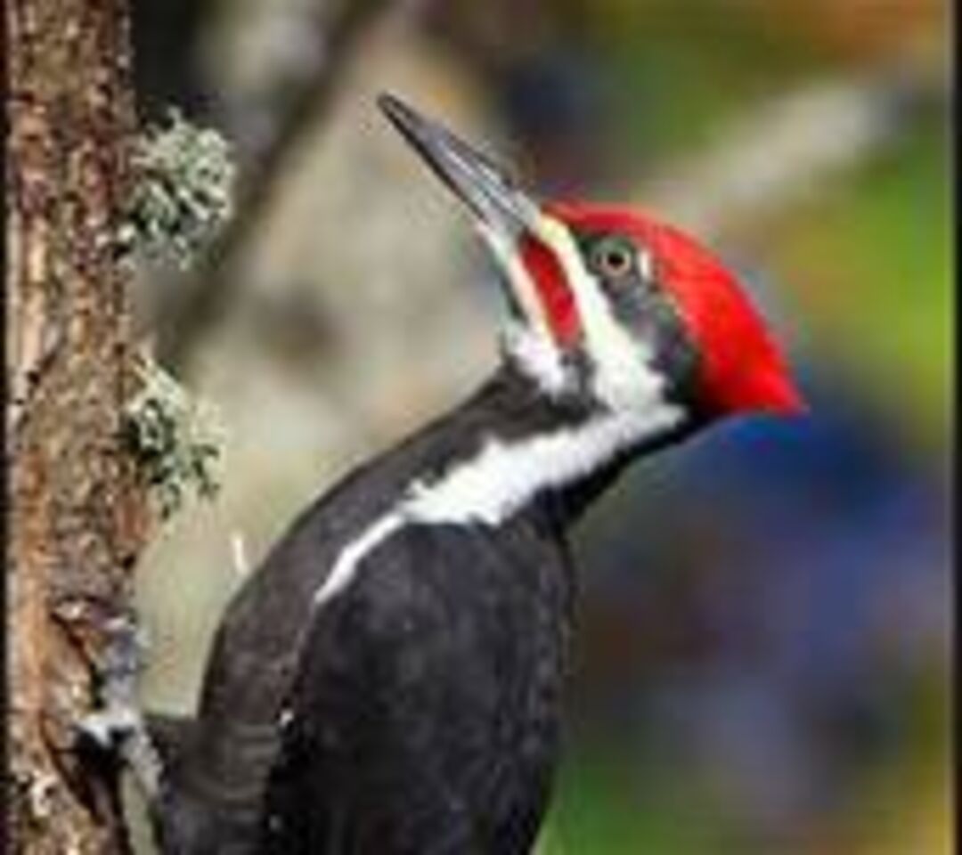 Pileated Woodpecker2