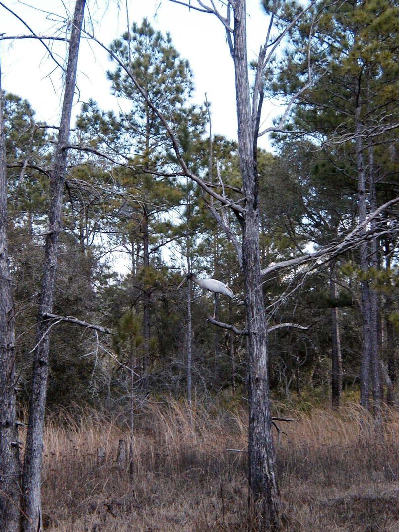 woodstork