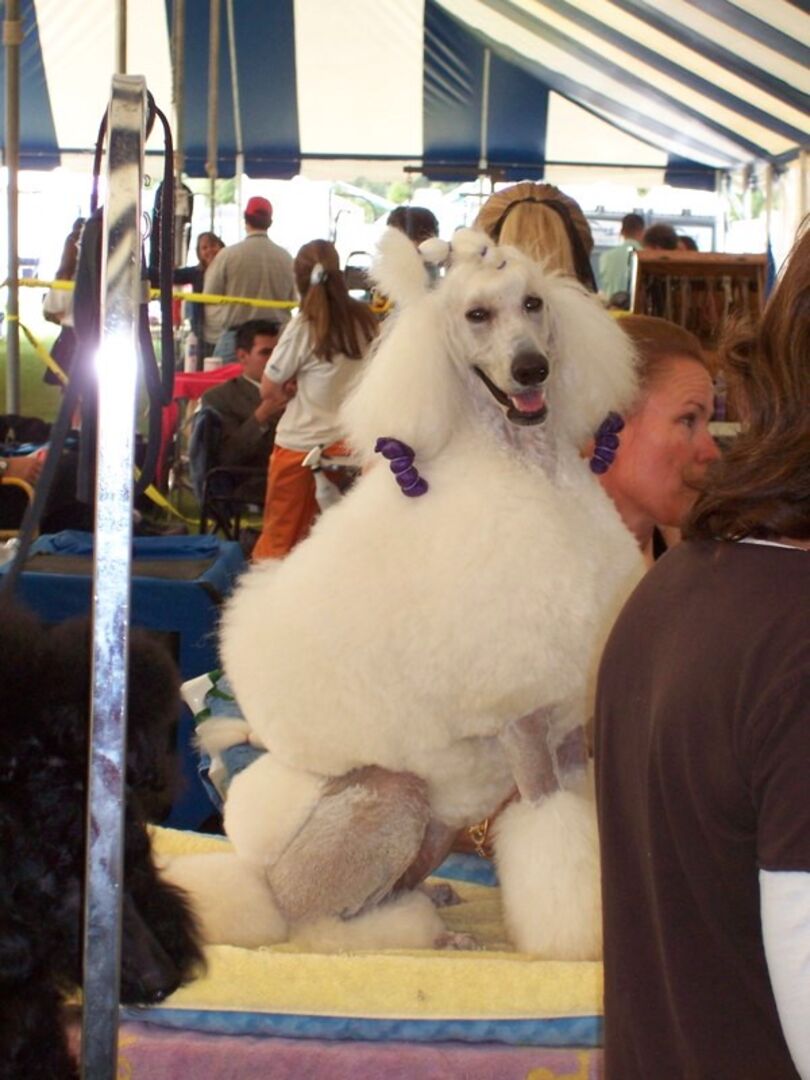 POODLE - show grooming