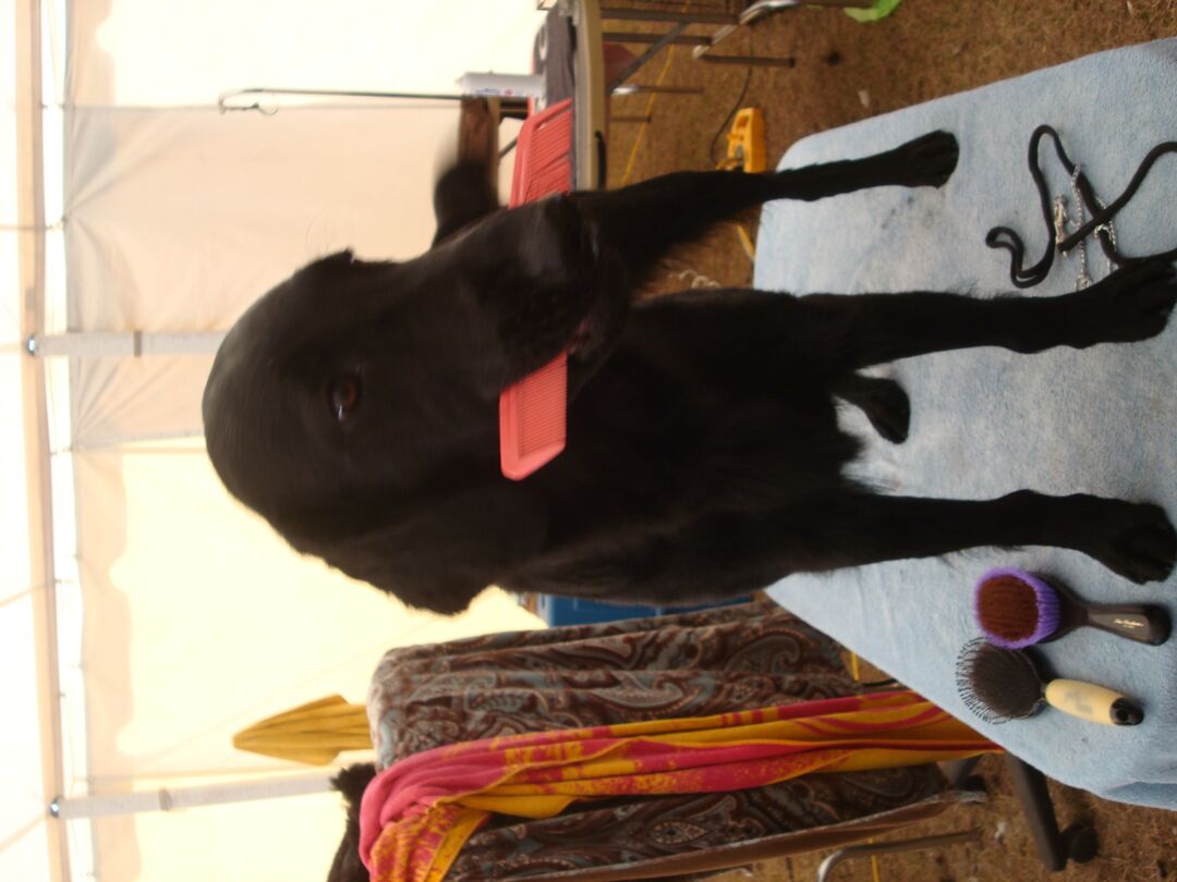 Dog Show 2012 004