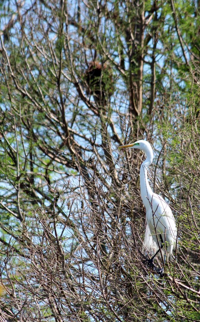 Egret 1