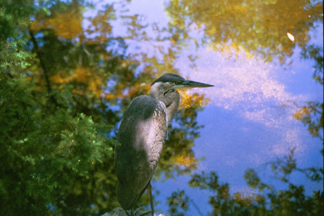 Great Blue on WW River