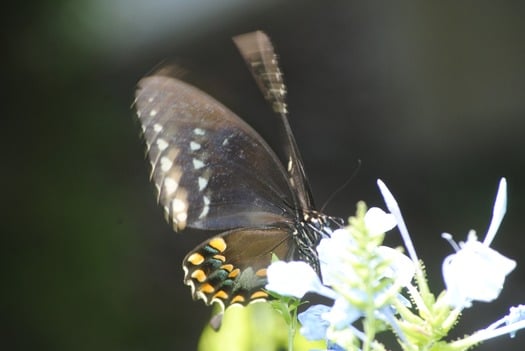 Eastern Black SwTail in motion - Copy (by CKnudson)