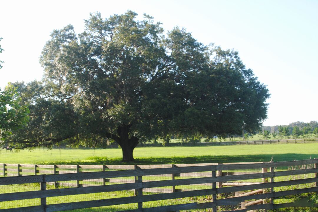 Pasture-Weatherly 061717