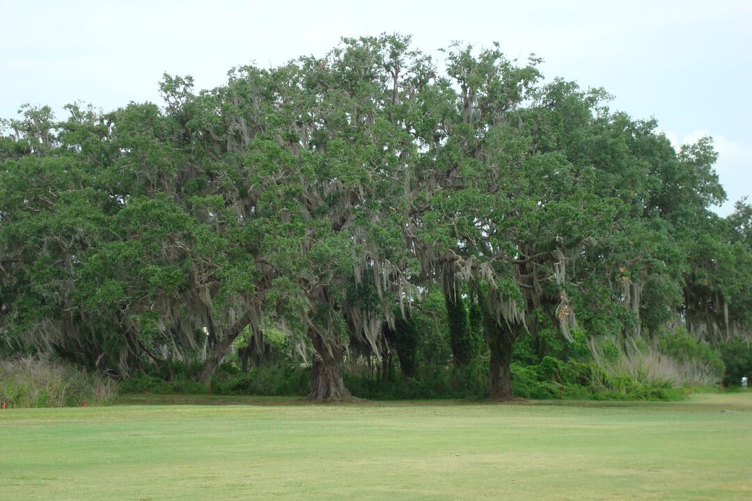 Along #16 Fairway at Rivard (by CKnudson)