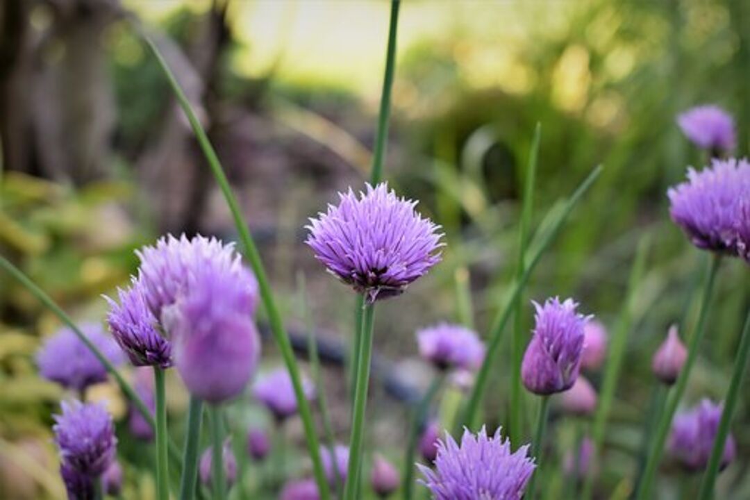 Chives  (Pixabay)