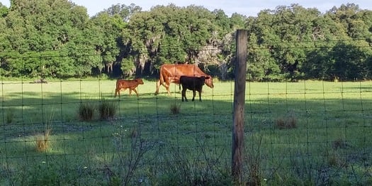 HC pasture - morning walk with mom (by CKnudson)