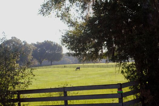 Country Pasture, Brooksville